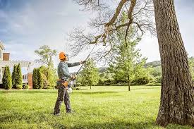 Best Tree Disease Treatment  in Pleasure Point, CA